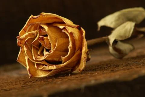 Dryed Rose Stock Photos