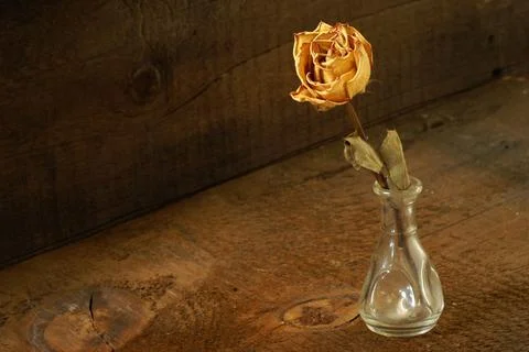 Dryed Rose Stock Photos