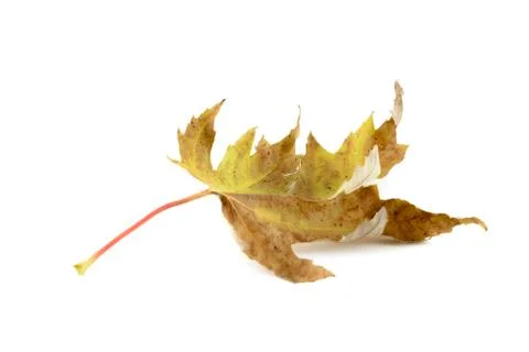 Dryig leaf Stock Photos