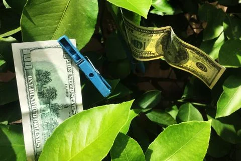Drying 100 dollars bill on a tree Stock Photos