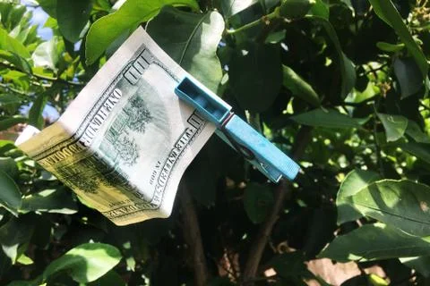 Drying 100 dollars bill on a tree Stock Photos