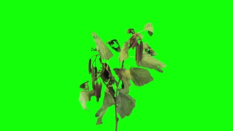 Drying Alder tree leaves against green CHROMA key background Stock Footage 301070019