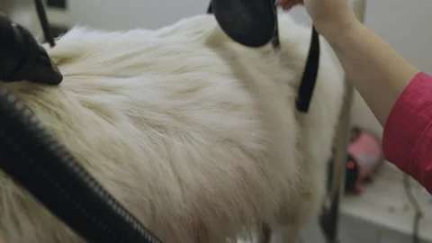 Drying and combing a dog at a dog hairdresser. Shot of a white Swiss dog in Stock Footage 170228571