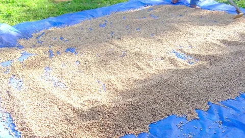 Drying and process coffee fruits Stock Footage 158490302