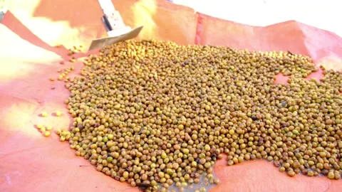 Drying and processing coffee fruits Stock Footage 158490213