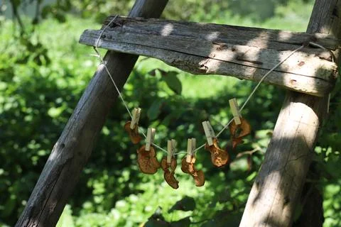 Drying apples Stock Photos