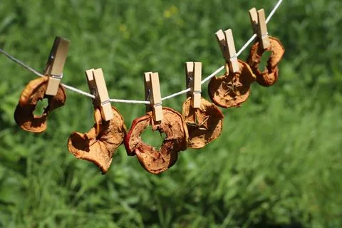 Drying apples Stock Photos