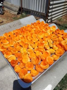 Drying apricot fruit separated from bone. Stock Photos