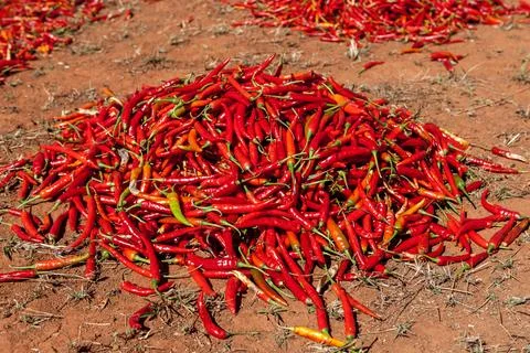 Drying batch of red chili at field in myanmar. Stock Illustration