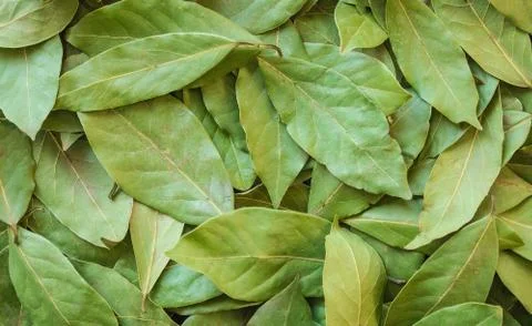 Drying bay leaves. Stock Photos