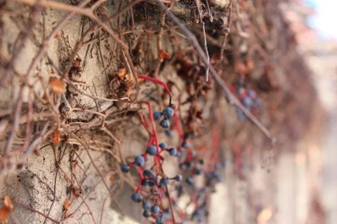 Drying berries on the vine along a stone wall Stock Photos