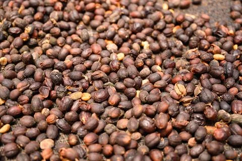 Drying black coffee fruits pattern seeds closeup Stock Photos