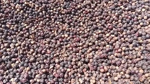 Drying Black Pepper Zoom In Peppercorns Drying Sun Видео 340249480