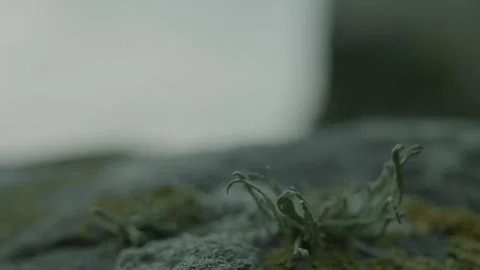 Drying bush of grass on a stone Stock Footage 273565583