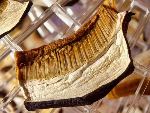 Drying Ceps 写真素材