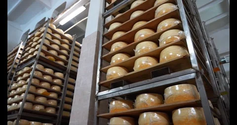 Drying the cheese in a storage rack. Dairy plant Stock Footage 341731668