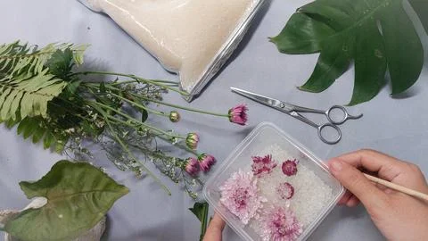 Drying chrysanthemum flowers using silica gel Stock Photos