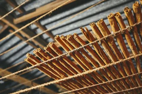 Drying of the cinnamon sticks Stock-Fotos