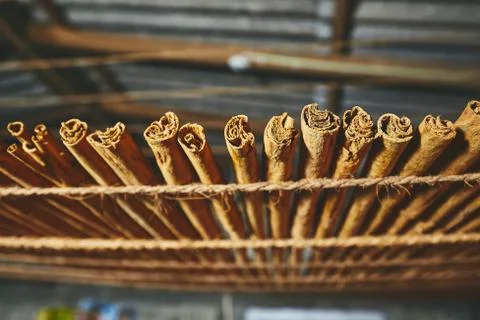 Drying of the cinnamon sticks 写真素材