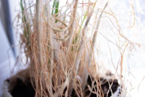 Drying clump of chives 写真素材