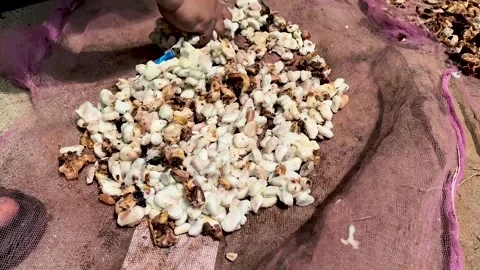 Drying cocoa fruit, or Theobroma cacao L Stock Footage 329495081