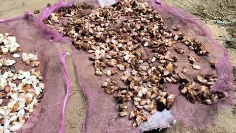 Drying cocoa fruit, or Theobroma cacao L Stock Footage 329495088