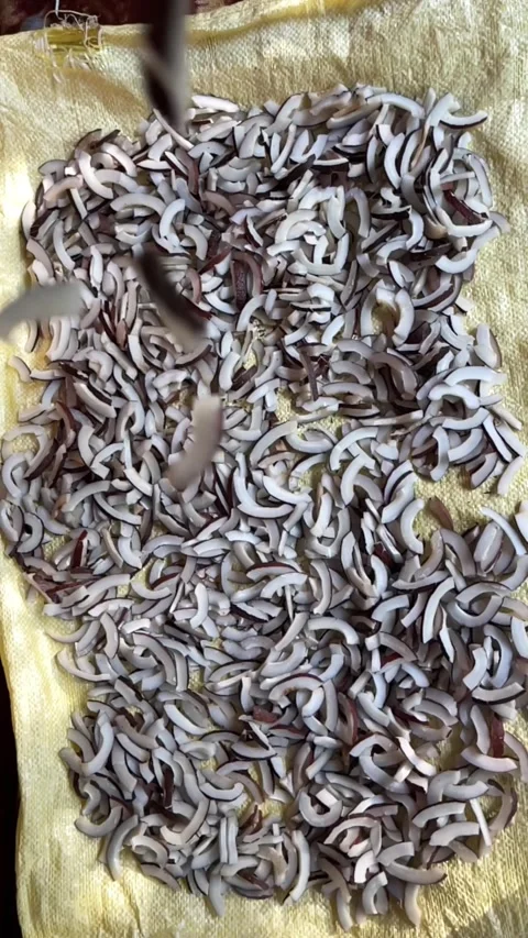 Drying coconut pieces in a sri lankan village for coconut oil Stock Footage 338288518