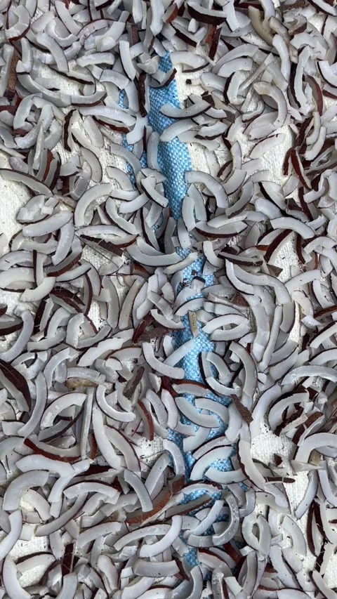 Drying coconut pieces in a sri lankan village for coconut oil Stock Footage 338288524
