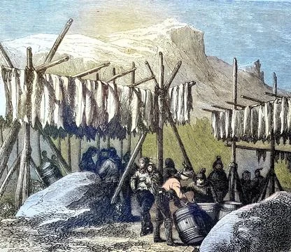 Drying the cod fish on Newfoundland country America reproduction of a woodcut Stock Illustration