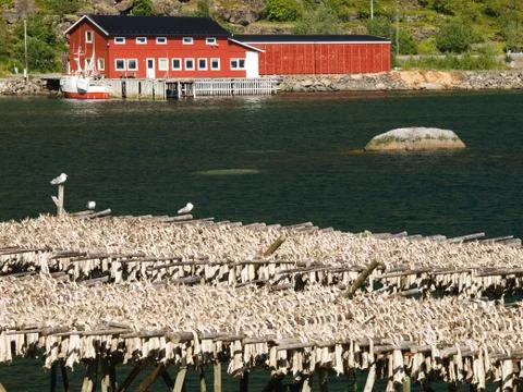 Drying codfish on Lofoten islands Stock Photos
