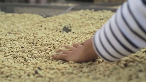 Drying of coffee beans Stock Footage 78487529