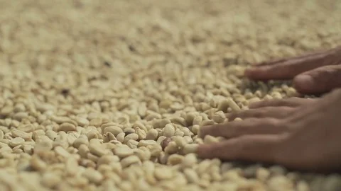Drying of coffee beans Stock Footage 78487577