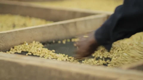 Drying coffee beans by hand Stock Footage 169666944