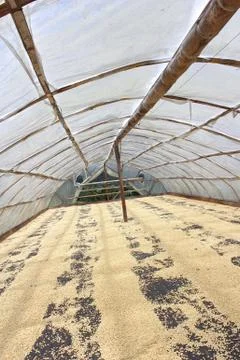 Drying of coffee beans Stock Photos