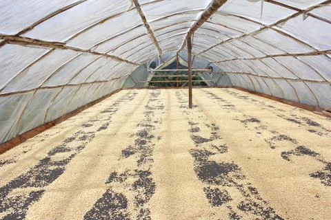 Drying of coffee beans Stock Photos