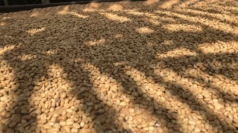 Drying coffee beans process in the village Vidéo 108205199