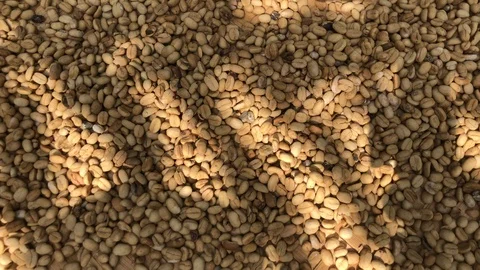 Drying coffee beans process in the village Vidéo 108205229