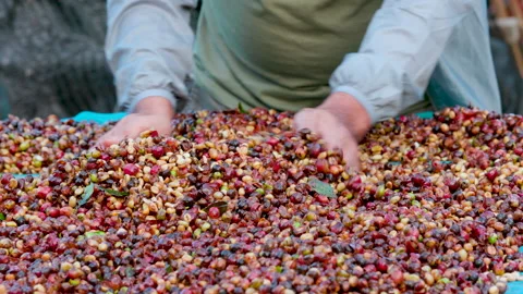 Drying coffee beans in solar dryer, comparing dried beans and dried coffee Stock Footage 144805760