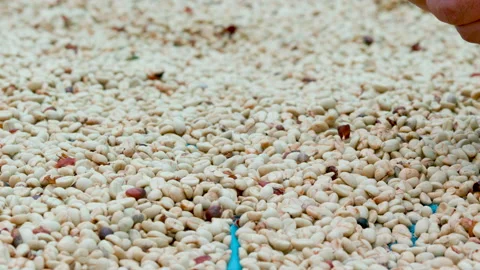 Drying coffee beans in solar dryer, comparing dried beans and dried Stock Footage 145264010