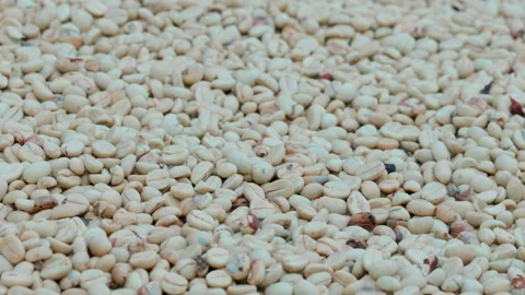 Drying coffee beans in solar dryer, comparing dried beans and dried Stock Footage 145515259