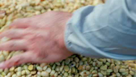 Drying coffee beans in solar dryer, comparing dried beans and dried Stock Footage 145633324