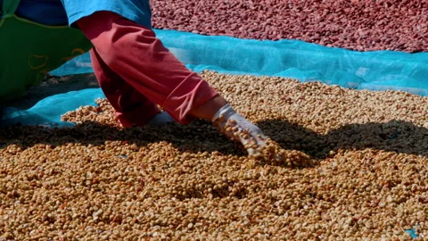 Drying coffee beans in solar dryer, comparing dried beans and dried Stock Footage 146829745
