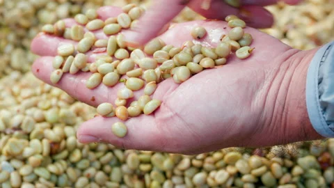 Drying coffee beans in solar dryer, comparing dried beans Stock Footage 147013029