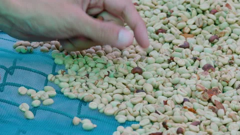 Drying coffee beans in solar dryer, comparing dried beans Stock Footage 152357270