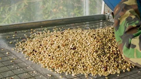 Drying coffee beans in solar dryer, comparing dried beans Stock Footage 301169684