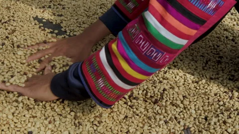 Drying coffee beans in solar dryer, comparing dried beans Stock Footage 301169846