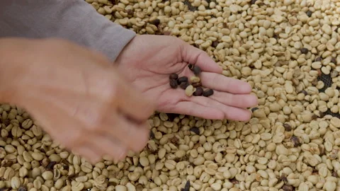 Drying coffee beans in solar dryer, comparing dried beans Stock Footage 301169938