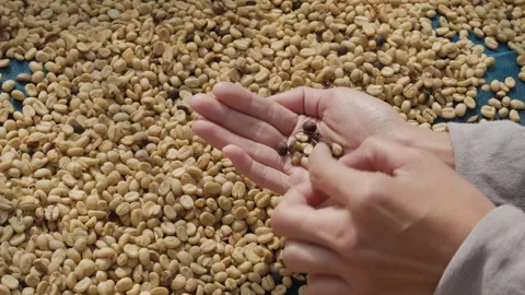 Drying coffee beans in solar dryer, comparing dried beans Stock Footage 303127434