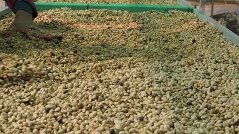 Drying coffee beans in solar dryer, comparing dried beans Video stock 303127468