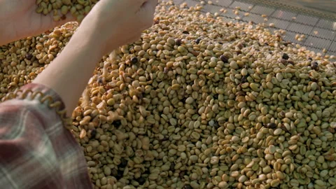 Drying coffee beans in solar dryer, comparing dried beans Video stock 303127586